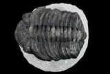 4.8" Drotops Trilobite - Large Faceted Eyes - #131339-1